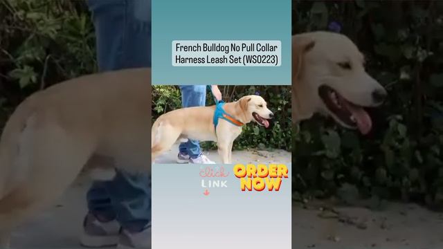 frenchie harness смотреть онлайн