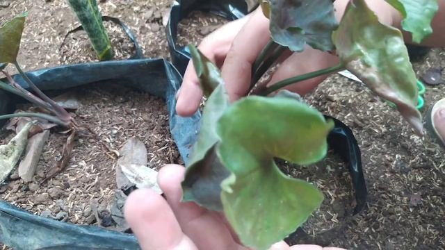 Syngonium Strawberry Ice / How To Propagate Syngonium Plant in Soil смотреть онлайн