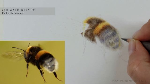 Drawing a Bumble Bee (Simple Coloured Pencil Tutorial) #coloredpencil смотреть онлайн