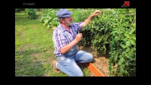 КАК ПОЛУЧАЮТ ГИБРИДЫ? F1 – ЭТО СТРАШНО?!