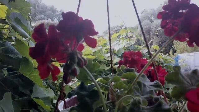 котлеты очень вкусные . жизнь на два дома. смотреть онлайн