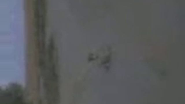 Собака без заднйх ног ! смотреть онлайн