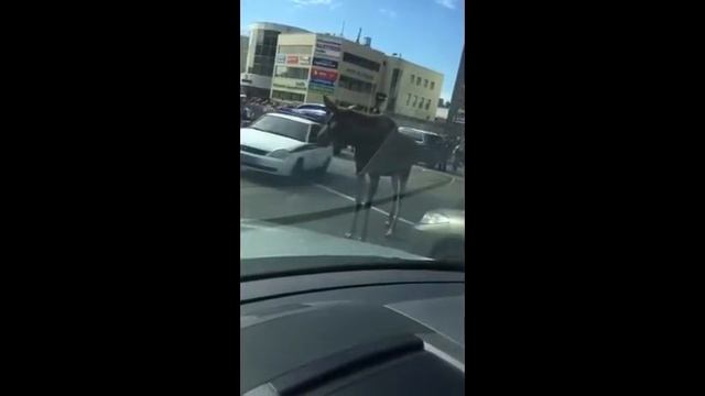 Дикий лось на улице Москвы Даже лось убегает от полицейских смотреть онлайн