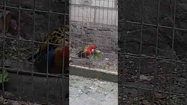 Пестрый розелла пробует салат. смотреть онлайн