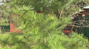 Сосны кедровые. Прищипка зеленых побегов. 2021.05