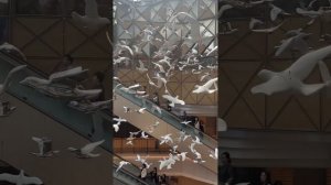 Выходить замуж за корейца грех для мусульманки»или как подстраиваться под общество #korea