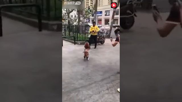 Собачка ходит на двух лапах как человек. смотреть онлайн