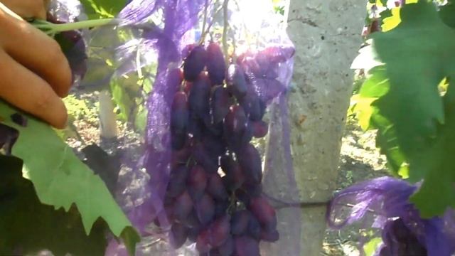 Виноград Ася 2019 (Панченко) смотреть онлайн