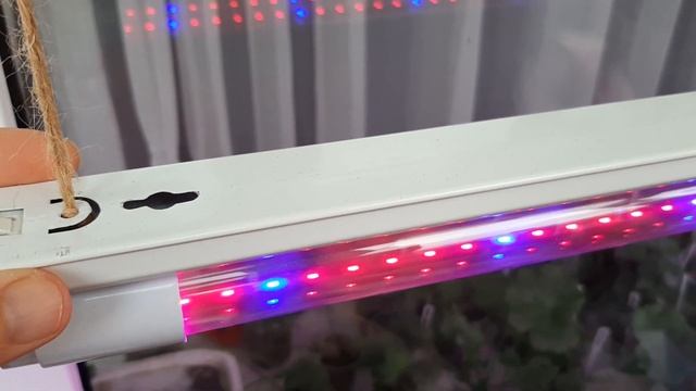 Зимняя подсветка пеларгонии. Какую лампу выбрать? Фитолампы для роста и цветения. смотреть онлайн