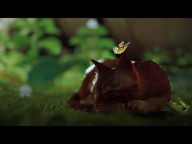Stray 1 смотреть онлайн