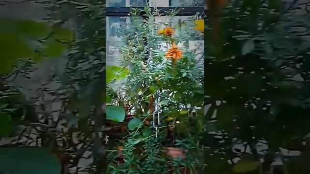 Ах,ЯЛТА..... смотреть онлайн