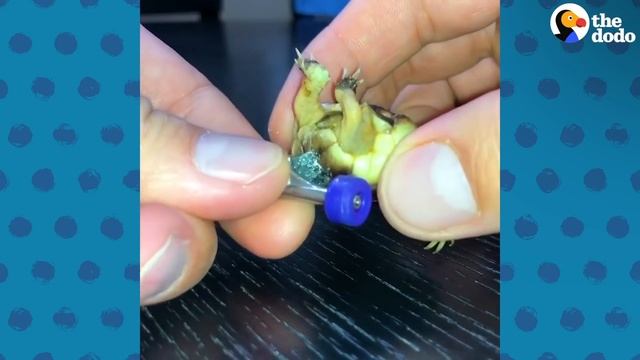 Guy Gets His Tiny, Deformed Tortoise Wheels To Help Him Walk | The Dodo Little But Fierce смотреть онлайн