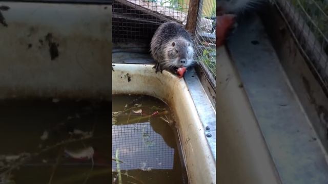 Разведение и жизнь Нутрий (Чудесные животные) Третье видео смотреть онлайн