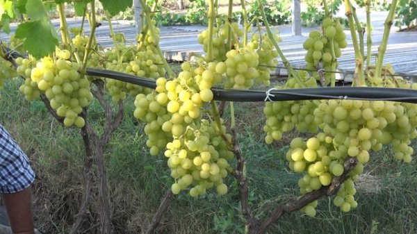 Виноград Нельсон