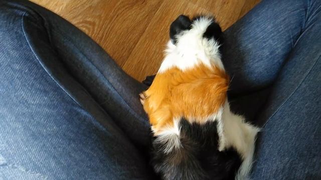 НАСТОЯЩИЕ СВИНЬИ!!! !!! !!! СКОЛЬКО ВЕСЯТ МОРСКИЕ СВИНКИ???