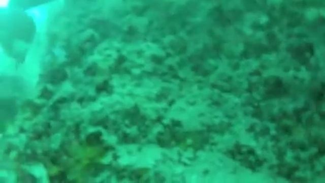 Underwater Grouper and Scallop смотреть онлайн