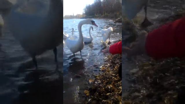 Армавир кормим лебедей на пруду смотреть онлайн