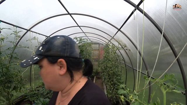 ВЛОГ! Мы просто в восторге от такой красивой и пышной розы?/Гигантские помидоры и первые огурчики!? смотреть онлайн