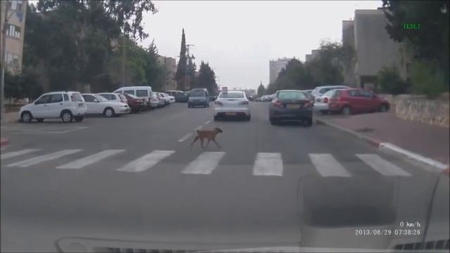 Умные животные !!! :) смотреть онлайн