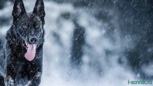 Нападает собака - толкование сонника