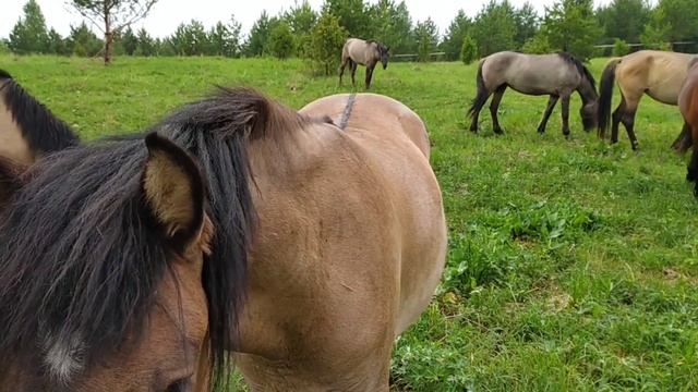 Утро после грозы/Вятские лошади/ верблюды #horse #лошади #camel #верблюды #красиво #природа #nature смотреть онлайн