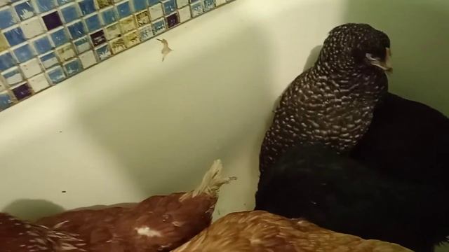 Купили кур различных пород. смотреть онлайн
