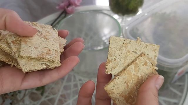 ПЕРЕСАДКА ОРХИДЕИ в СТЕКЛО ЗС и ВСЕ про МОХ где ЕГО взять? смотреть онлайн
