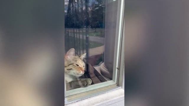 ПРИКОЛЫ С КОШКАМИ И КОТАМИ? смотреть онлайн