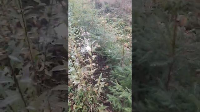 Посадка елей на живую изгородь смотреть онлайн