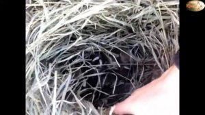 Хорошие и плохие крольчихи: первые выводы/ Крольчиха не готовит гнездо/