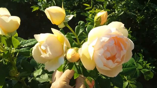 Воллертон Олд Холл смотреть онлайн