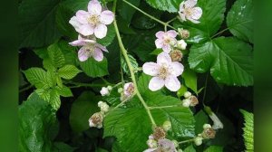 МАЛИНА  (RUBUS)  сем. Розоцветные