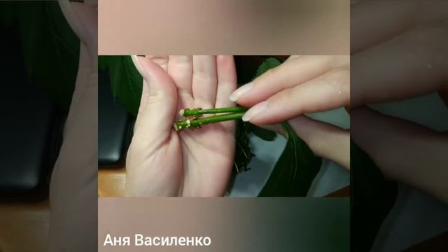 Размножение Форзиции черенками в воде. (стебли, листья). Отличный результат. Процесс в месяц. смотреть онлайн