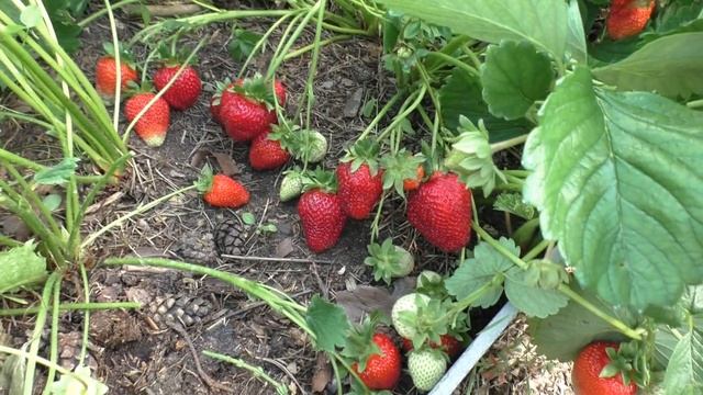 АУРА. КАК ПОКАЗЫВАЕТ СЕБЯ ЭТОТ СОРТ В УСЛОВИЯХ ПОДМОСКОВЬЯ. смотреть онлайн