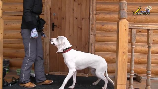 Порселен апортировка, Вовремя подкрепляем подачу палочки в руки вместо простого удержания смотреть онлайн