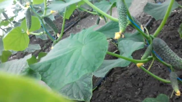 Решили сорвать огурцы через два дня. смотреть онлайн