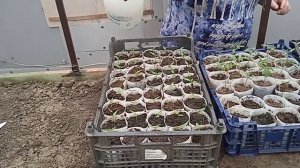 Использования Циркона для снятия снятия стресса у растений после пикировки.