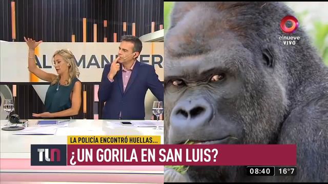 Denuncian que hay un gorila suelto en San Luis смотреть онлайн