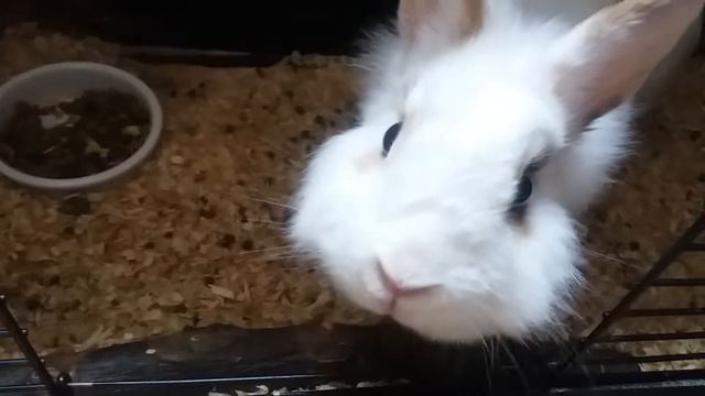 Ирина роза смотреть онлайн