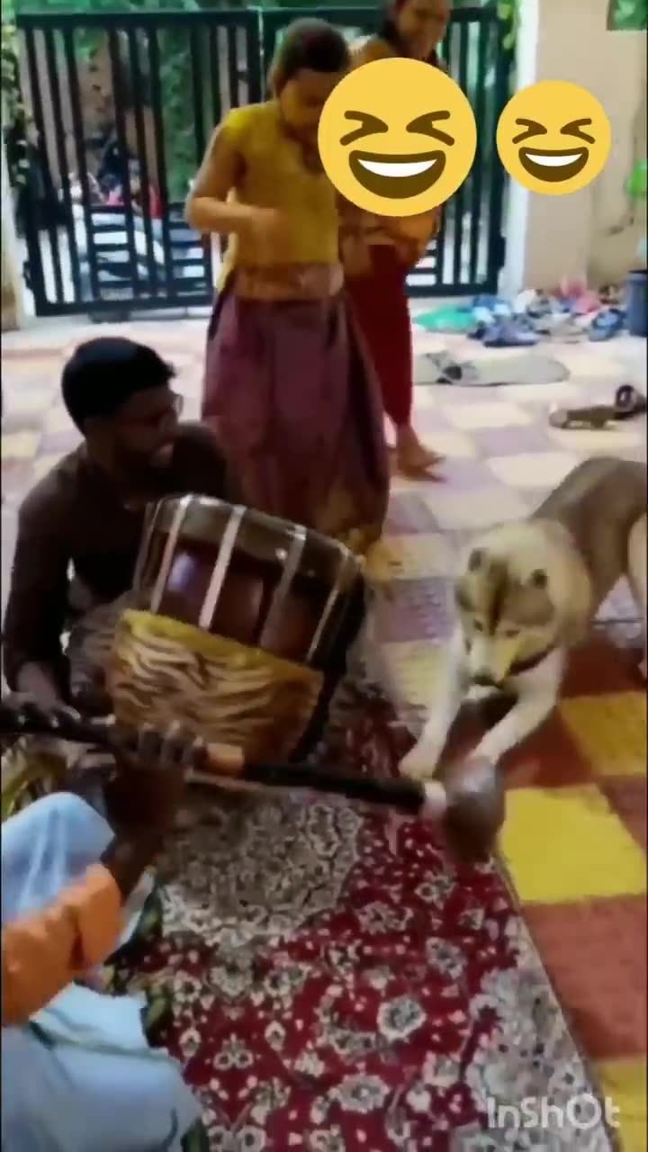 Funny-animals-?-hub-funny-animals-club-?-funny-animals-dancing-??-funny-animals-fighting-?