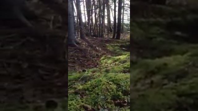 Канадец заснял «дыхание земли» смотреть онлайн