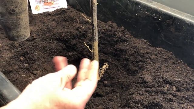 Как правильно посадить фундук или грецкий орех от Walnuts Broker смотреть онлайн