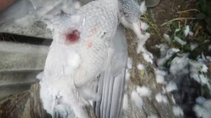 охота с пневматикой хатсан 125 (Evil Hunter)