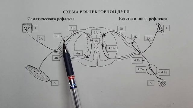 Анатомия. Часть 2. Рефлекторная дуга. смотреть онлайн