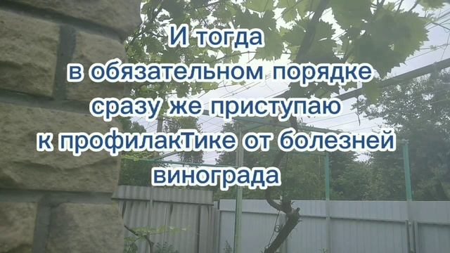 СОЗДАЁМ МИКРОКЛИМАТ ВО ВРЕМЯ ЦВЕТЕНИЯ ВИНОГРАДА (1 часть) смотреть онлайн
