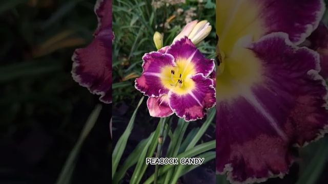 Peacock Candy лилейник смотреть онлайн