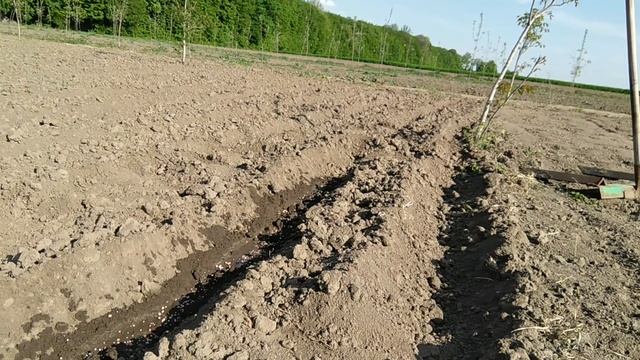 Выращивание арахиса в Украине(Хмельницкая обл) ч1 посадка смотреть онлайн