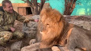 У льва Чука ПЛОХОЕ НАСТРОЕНИЕ ! The lion has a BAD MOOD!