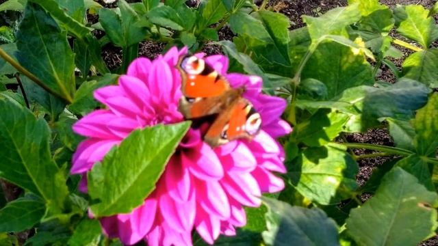 Бабочка Павлиний глаз на цветах георгина. Butterfly Peacock Eye on Dahlia flowers. смотреть онлайн