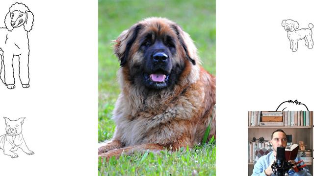 Leonberger. Pros and Cons, Price, How to choose, Facts, Care, History смотреть онлайн